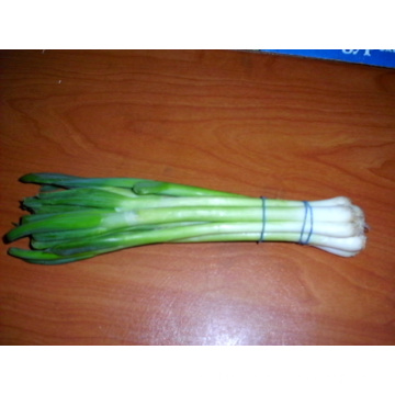 spring onion